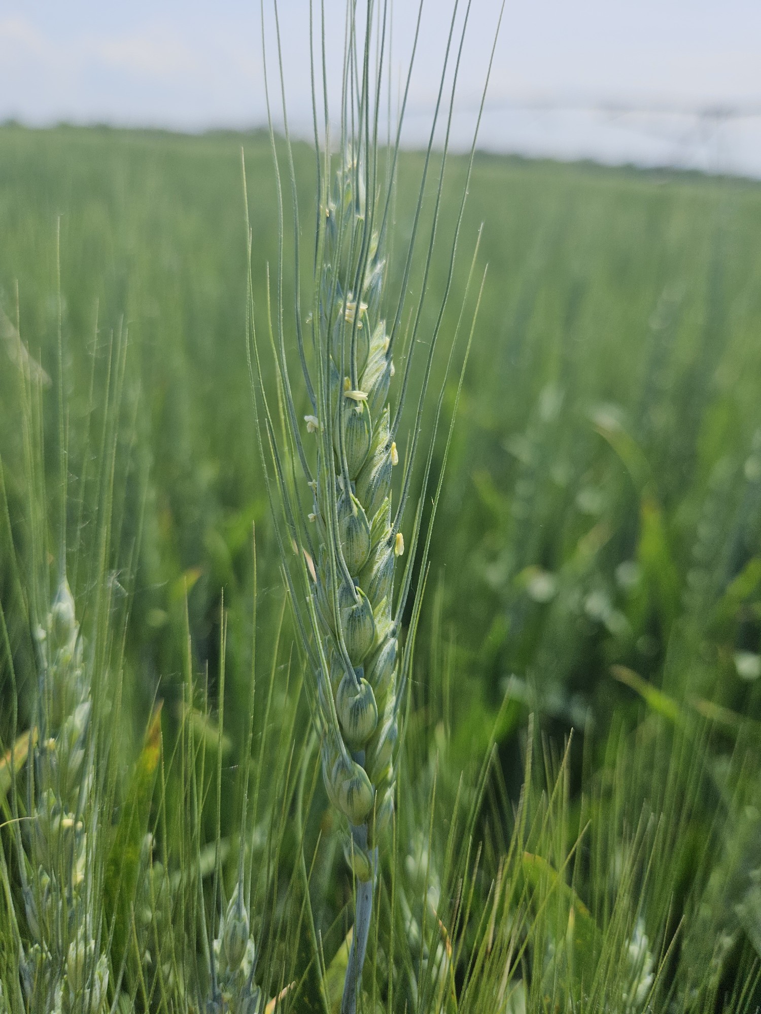 Closeup of wheat.